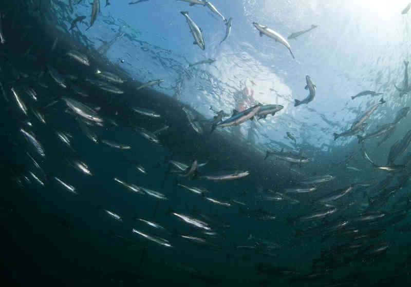 Archive photo: Linn Røkenes/Norwegian Seafood Council.