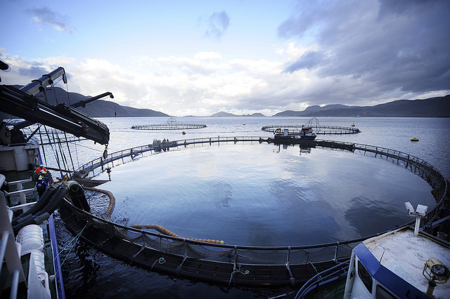 Foto: Tom Haga/Norwegian Seafood Export Council.