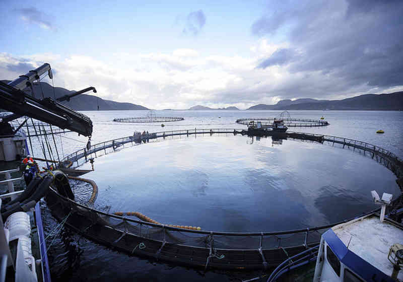 Foto: Tom Haga/Norwegian Seafood Export Council.