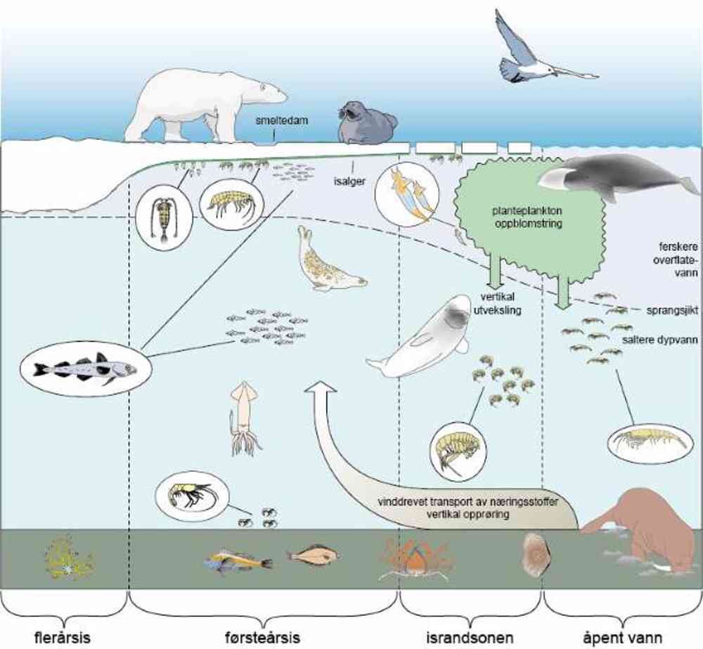 Isavhengig økosystem. Illustrasjon: Audun Igesund / Norsk Polarinstitutt