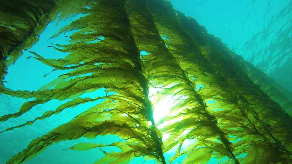 På tau vokser taren på vinteren og om våren er den enklere å høste enn viltvoksende tare. Foto: Seaweed Energy Solutions.