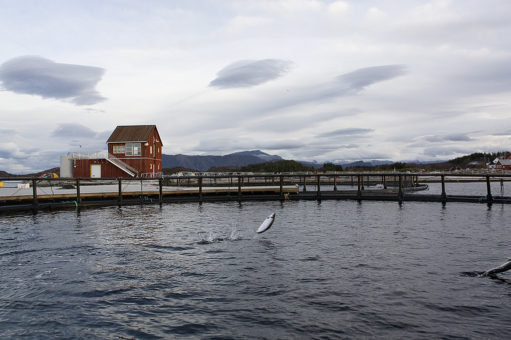 Utslipp i form av overgjødsling fra fiskeoppdretterne er et betydelig problem. Foto: Norsk havbruksenter.