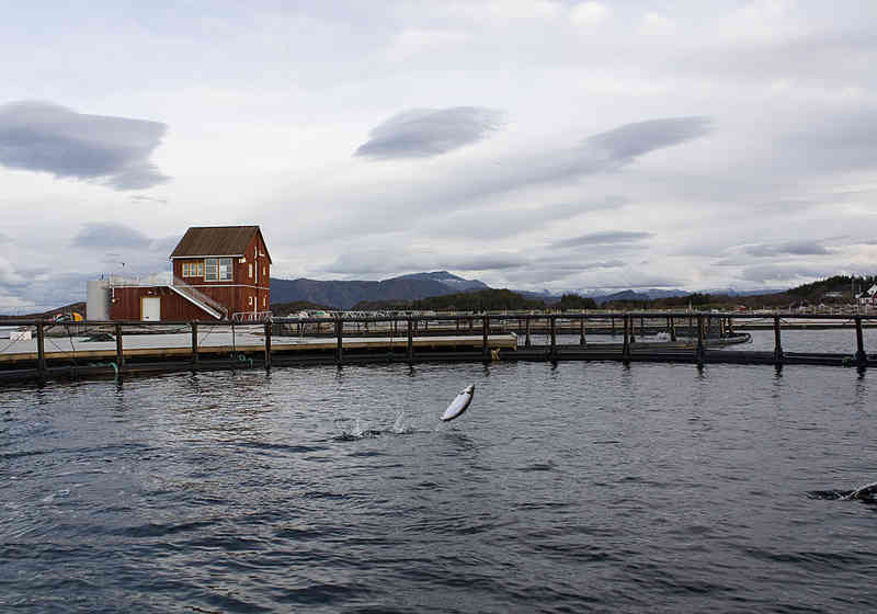 Utslipp i form av overgjødsling fra fiskeoppdretterne er et betydelig problem. Foto: Norsk havbruksenter.