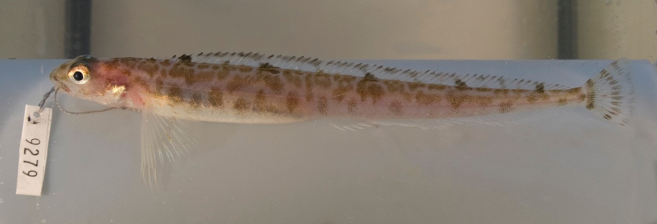 En skikkelig hardhaus når det kommer til kaldt vann. Tverrhala langebarn eller Leptoclinus maculatus lever i vann rundt 0 grader celcius og minusgrader. Foto: Arve Lynghammar.