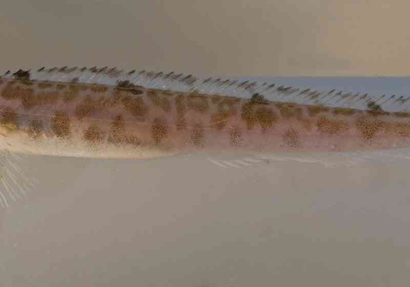 En skikkelig hardhaus når det kommer til kaldt vann. Tverrhala langebarn eller Leptoclinus maculatus lever i vann rundt 0 grader celcius og minusgrader. Foto: Arve Lynghammar.