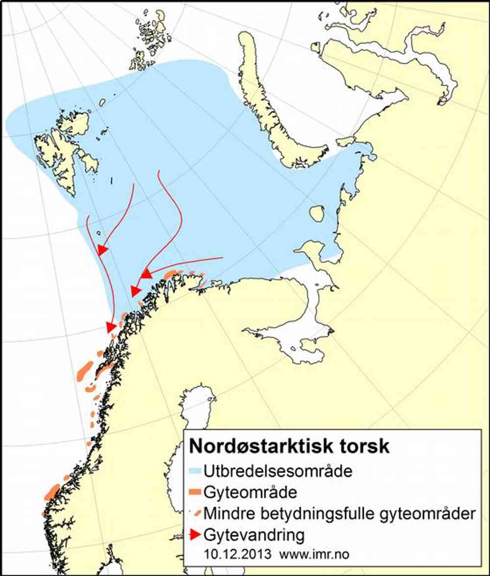 Utbredelse av torsk. Kilde: Havforskningsinstituttet.