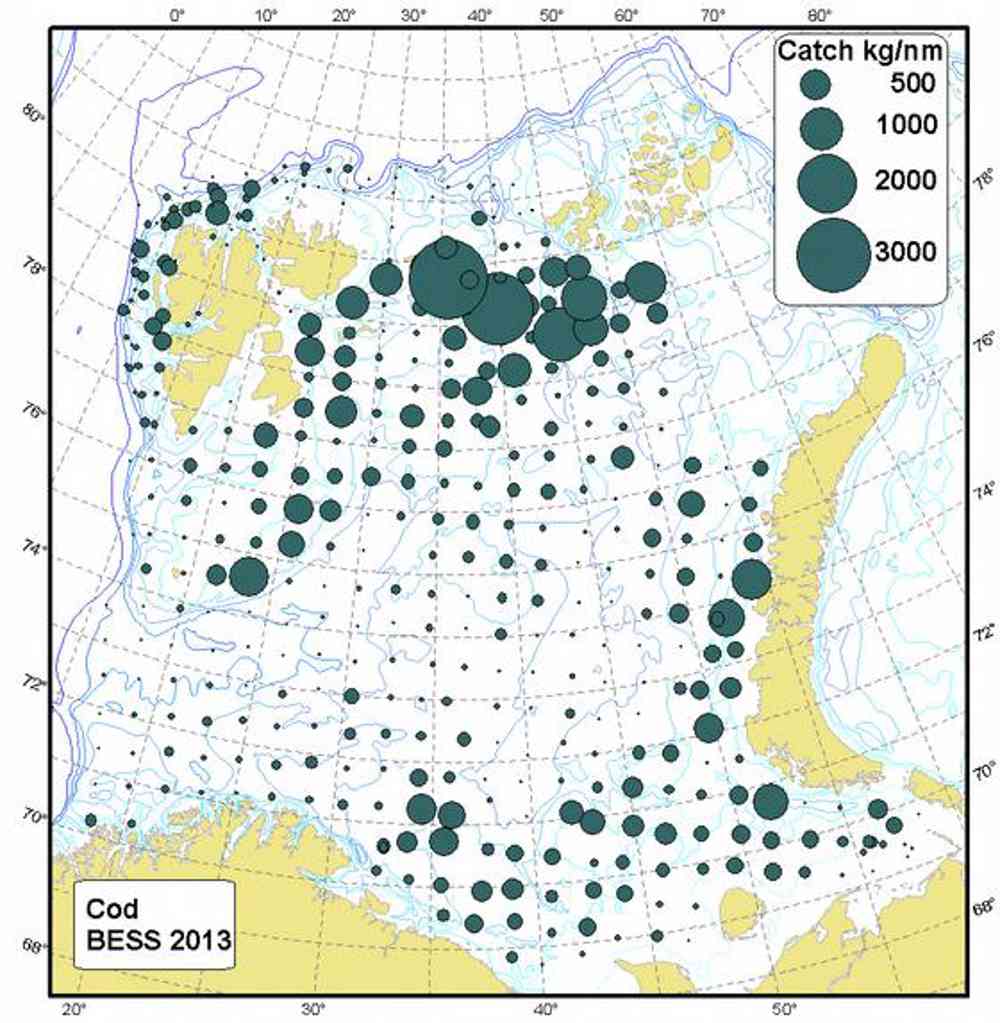Geografisk fordeling av torsk i Barentshavet i august – september 2013 (kg/tråltime). Illustrasjon: Havforskningsinstituttet.