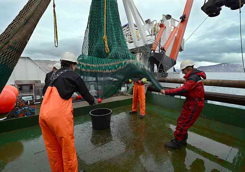 Havforskerne bruker både trål og en rekke andre redskaper for å kartlegge livet i havet, og det gjelder å få med seg rubbel og bit av det som går i trålen. Foto: Gunnar Sætra, Havforskninga.